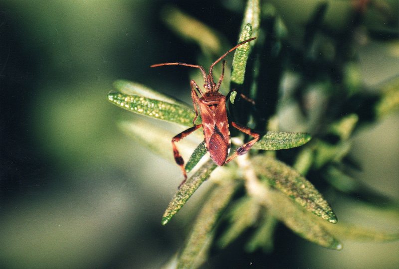 Coreidae: Leptoglossus occidentalis della Lombardia